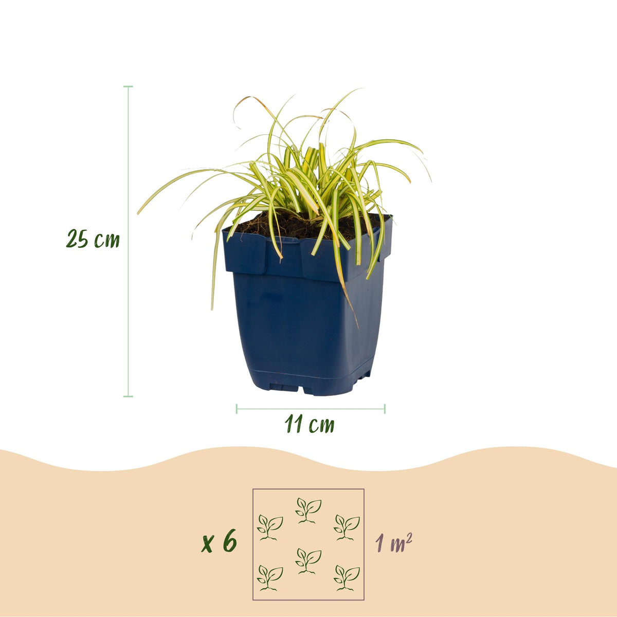 Carex oshimensis 'Evergreen' (Japanse zegge) – 6 planten, Ø11 cm, 15–25 cm hoog