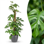 Monstera Minima (mini monstera) in grey Potter decorative pot – Ø19 cm, 90 cm high