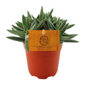 Crassula Tenelli (jadeplant) – Ø11 cm, 15 cm hoog