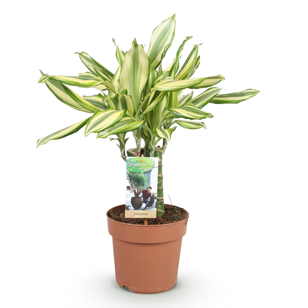 Dracaena fragrans Diamond Dream (Drachenbaum) – Ø 17 cm, 50–55 cm hoch
