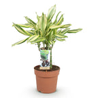 Dracaena fragrans Diamond Dream (Drachenbaum) – Ø 17 cm, 50–55 cm hoch