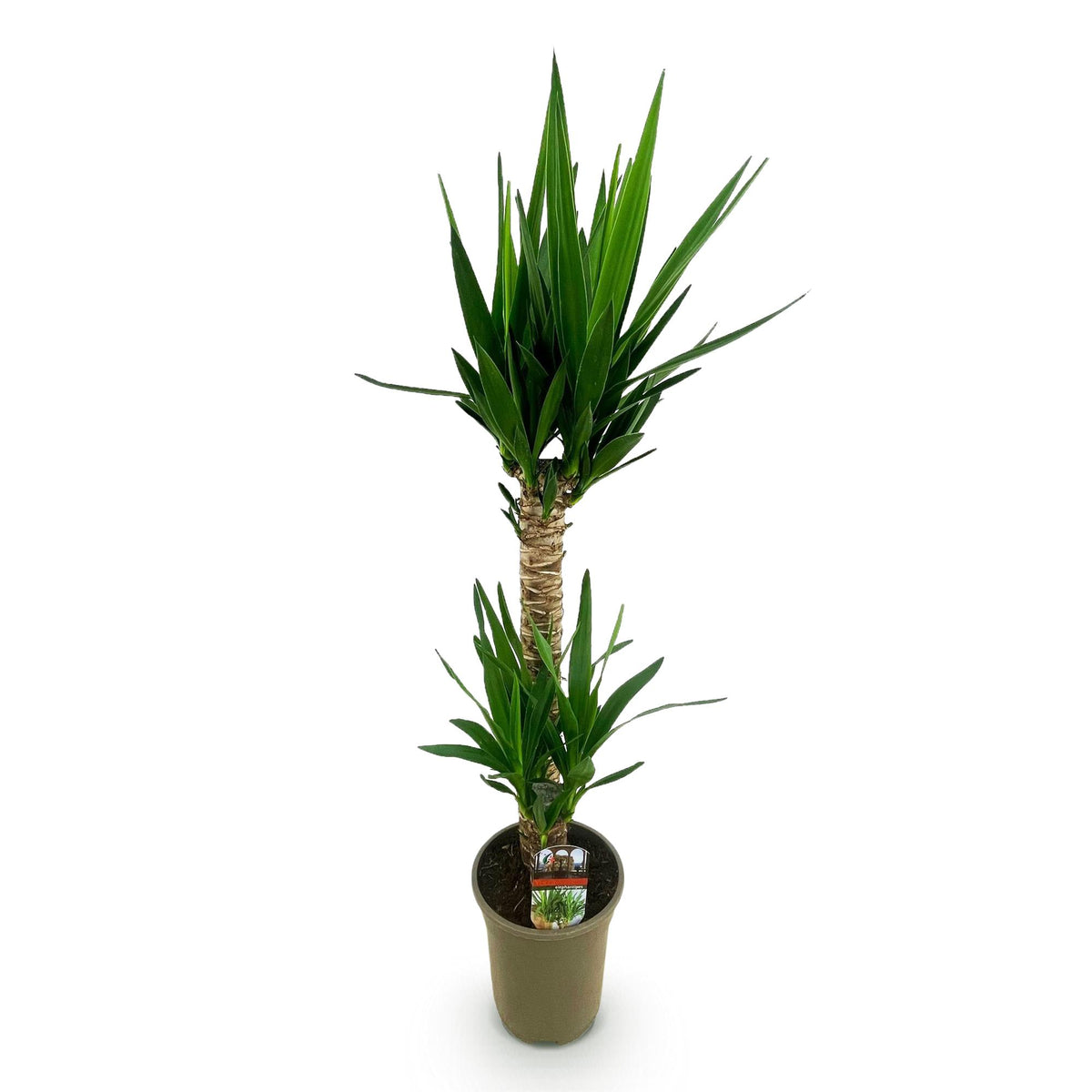 Yucca elephantipes – Ø19 cm, 95 cm hoog