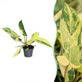 Philodendron Florida Beauty – Ø6 cm, 13 cm high