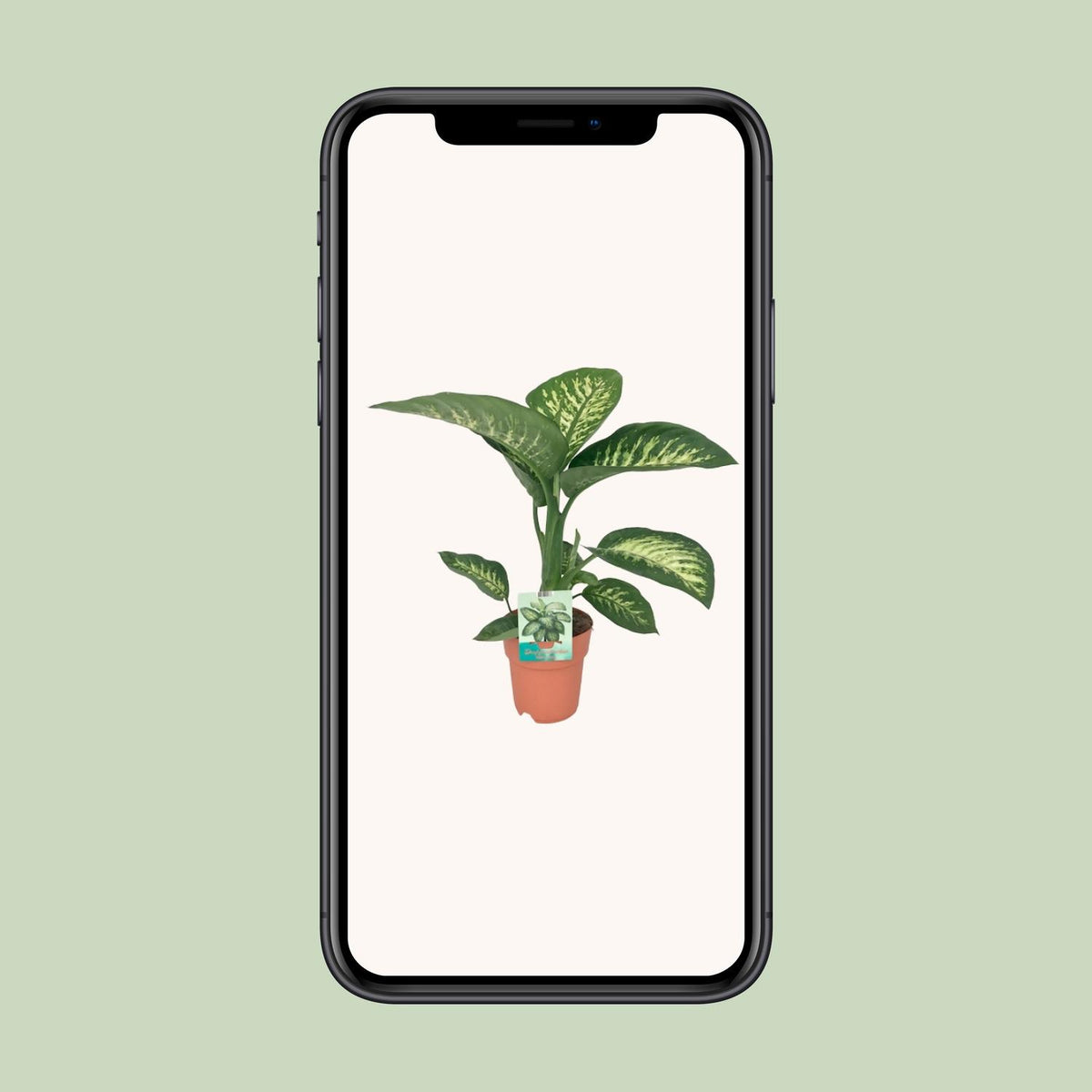 Dieffenbachia Seguine Tropic Snow – Ø19 cm, 70 cm høj