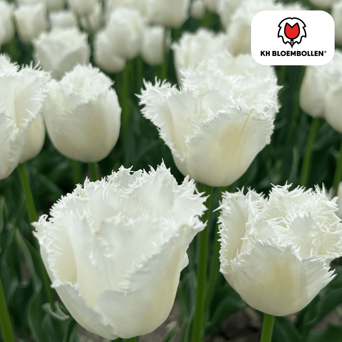 Tulpe 'Honeymoon' – 20 Blumenzwiebeln (Zwiebelgröße 11/12)