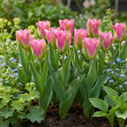 Tulp 'Striped Crown' – 12 bloembollen (bolmaat 11/12)