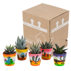 Gasteria/Haworthia mix – Ø6 cm, 13 cm hoog