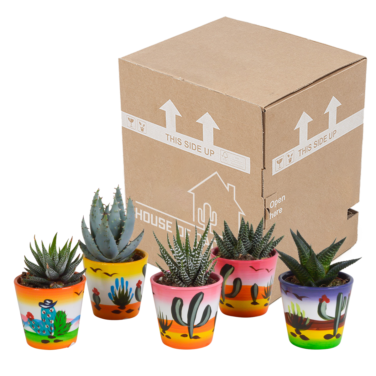 Gasteria/Haworthia-blanding – Ø 6 cm, 13 cm høj