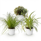 3× Callisia i hvid potteskjuler – Ø12 cm, 20 cm høj
