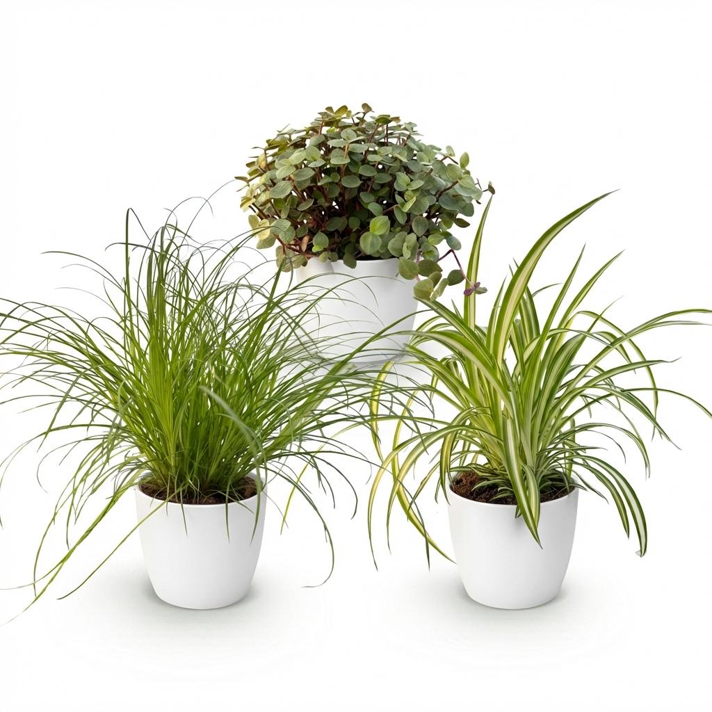 3× Callisia en pot de fleurs blanc – Ø12 cm, 20 cm de haut