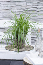 Carex morrowii 'Ice Dance' (Segge) – Ø14 cm, 30 cm hoch