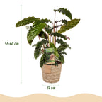 Calathea Rufibarba met mand – Ø17 cm, 55–60 cm hoog
