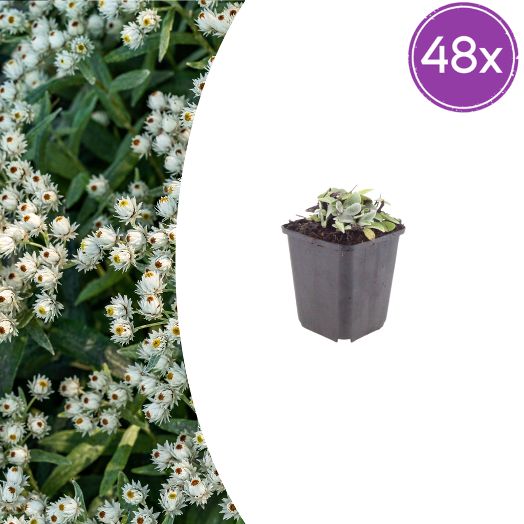 Anaphalis triplinervis (edelweiss de Sibérie) – 48 plantes, Ø9 cm, 10–25 cm de haut