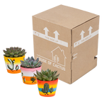 Echeveria mix – Ø11 cm, 21 cm hoog