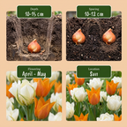 Tulpe 'Sunbath' – 30 Blumenzwiebeln (Zwiebelgröße 11/12)