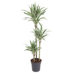 Dracaena White Stripe (drakenboom) – Ø24 cm, 150 cm hoog