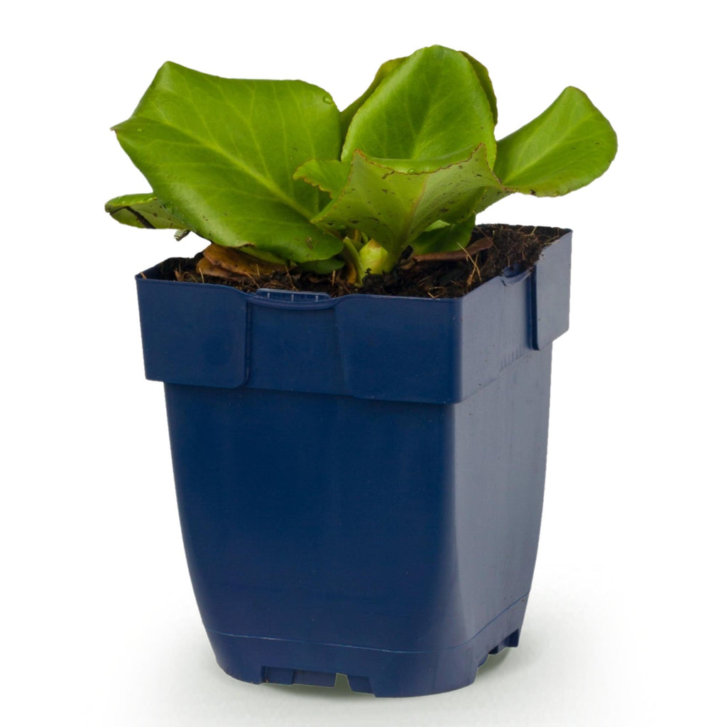 Bergenia cordifolia (Schuhleierpflanze) – rosa – Ø11 cm, 15–25 cm hoch – Bild 2