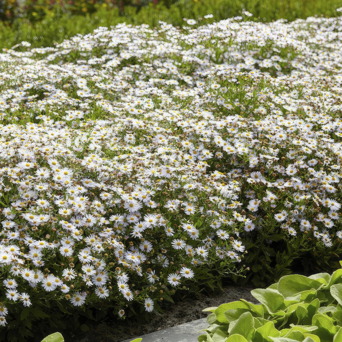Aster ageratoides 'Ashvi' – 24 planter, Ø9 cm, 10–25 cm høje – billede 6