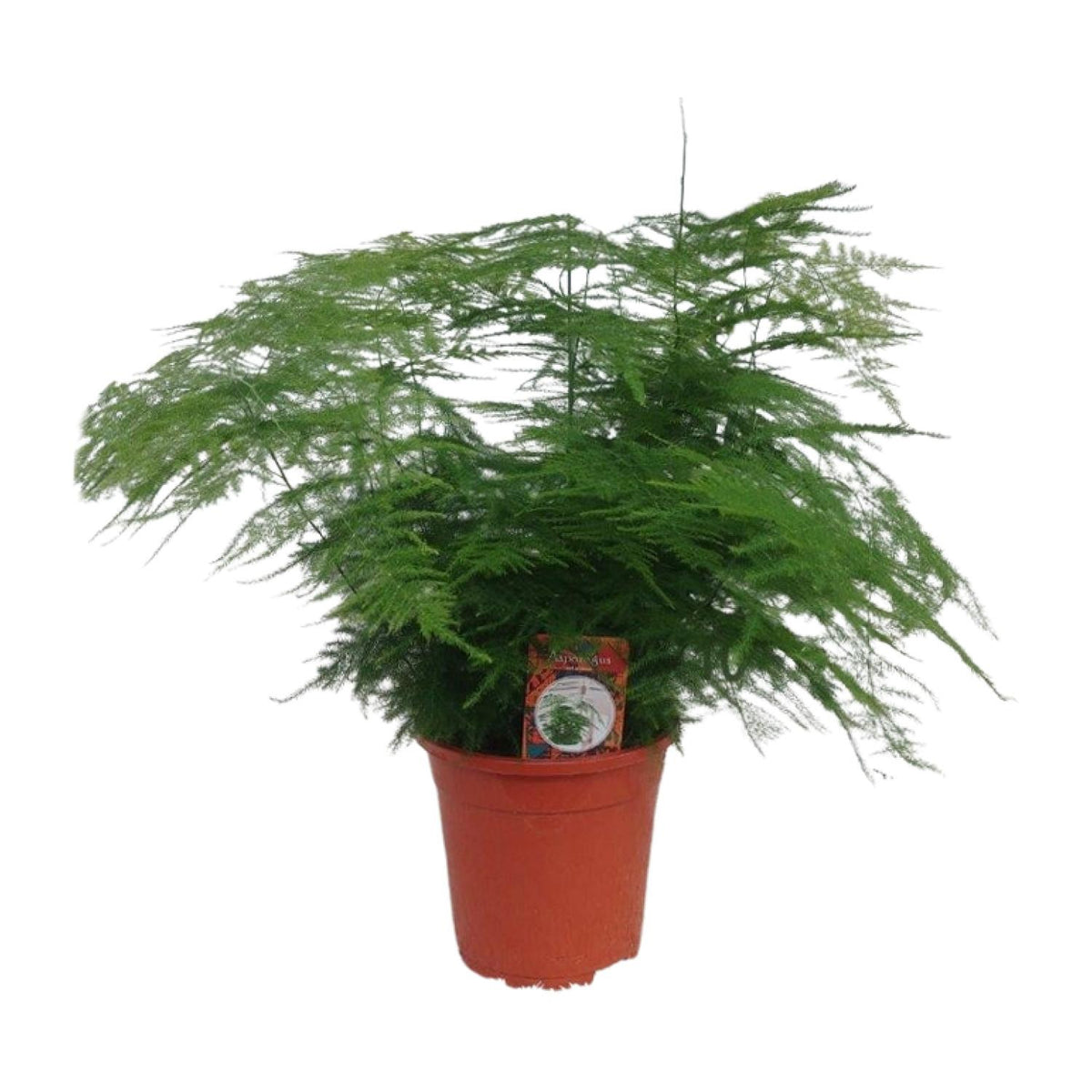 Asparagus Setaceus (asparagusvaren) – Ø17 cm, 45 cm hoog
