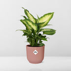 Dieffenbachia ‘Camilla’ in ELHO Vibes Fold 14cm roze – 35 cm hoog