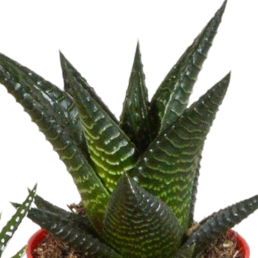 Gasteria/Haworthia mix – Ø6 cm, 16 cm hoog