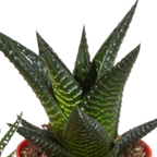 Gasteria/Haworthia mix – Ø6 cm, 16 cm hoog