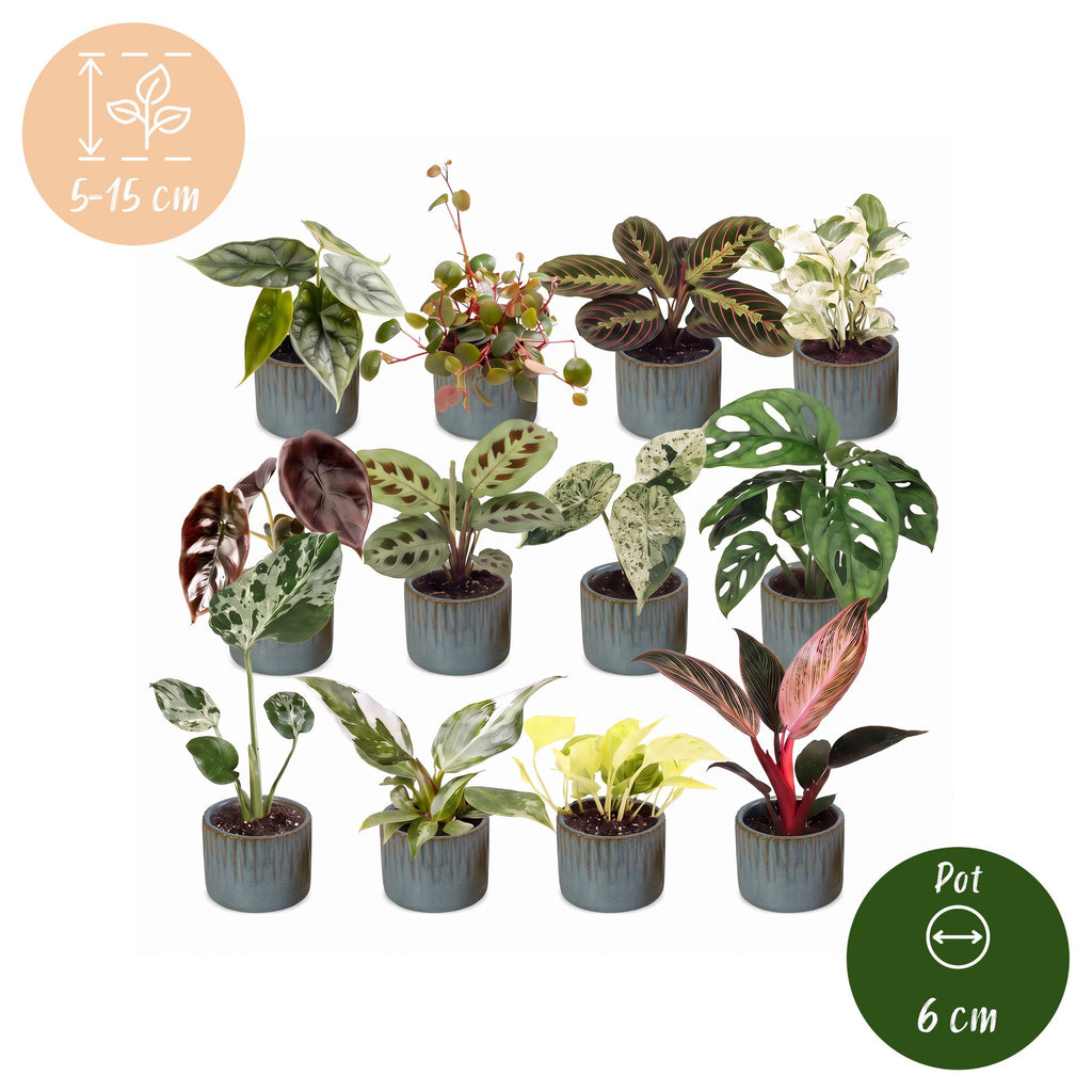12× Verrassingsbox kamerplantjes incl. Linnea Misty Blue – Ø6 cm, 5–15 cm hoog