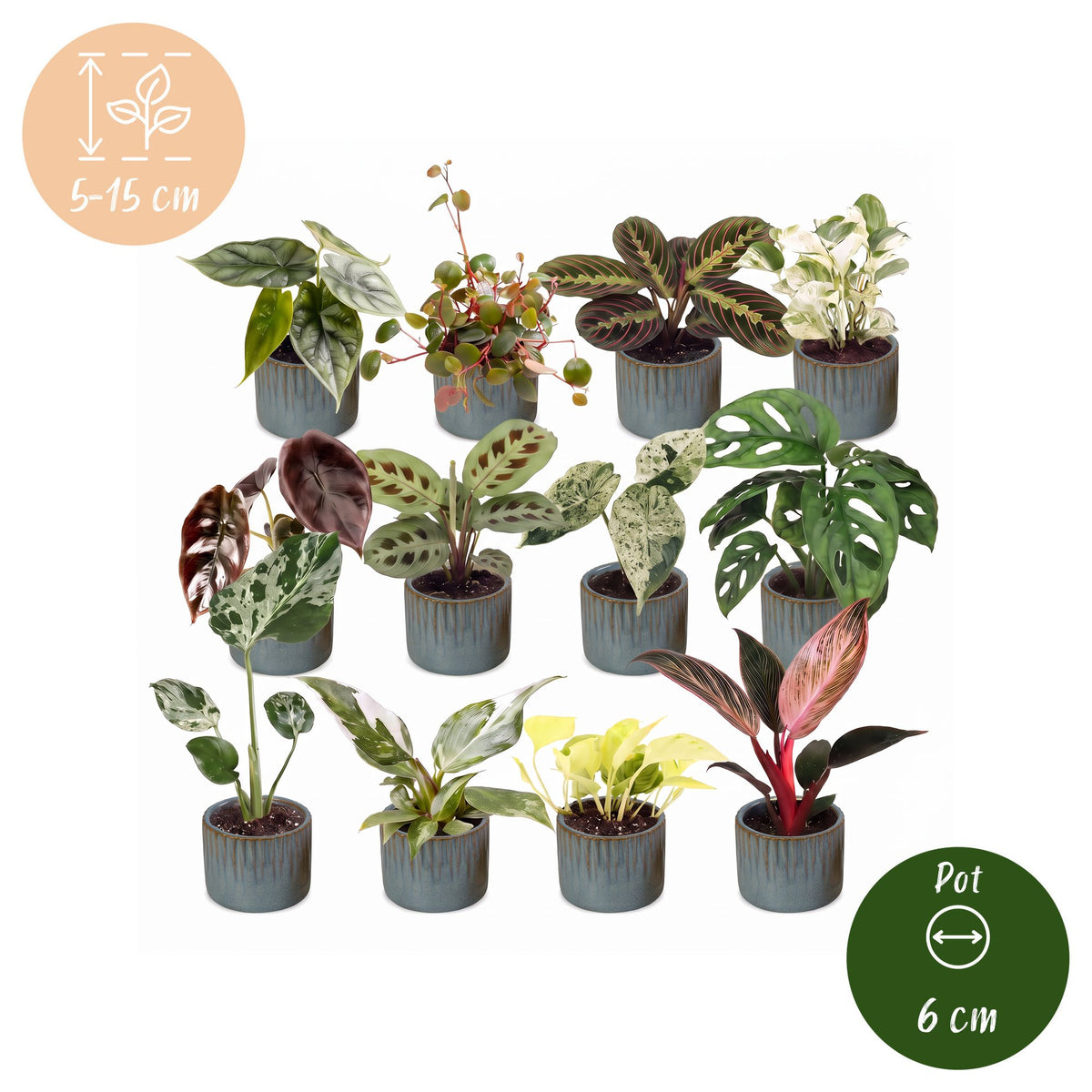 12× Verrassingsbox kamerplantjes incl. Linnea Misty Blue – Ø6 cm, 5–15 cm hoog