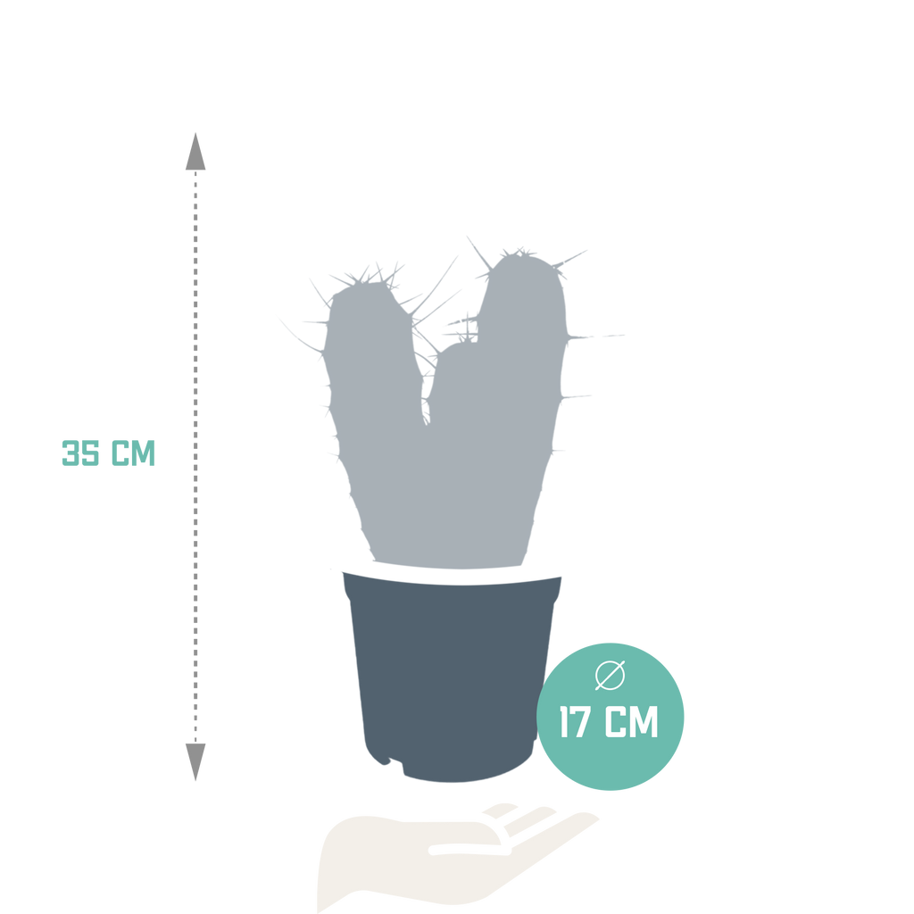 Myrtillocactus geometrizans (Cactaceae) sans pot décoratif – Ø17 cm, 40 cm de haut
