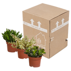 Crassula mix (jadeplant) zonder sierpot – Ø11 cm, 21 cm hoog