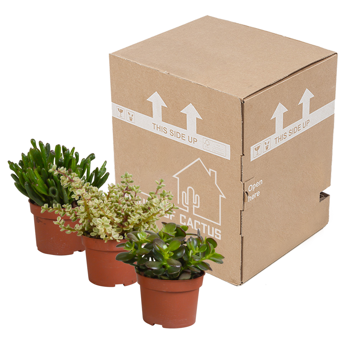 Crassula mix (jadeplant) zonder sierpot – Ø11 cm, 21 cm hoog