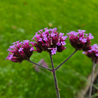 Verbena (Echter Eisenkraut)