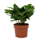 Coffea arabica (koffieplant) – Ø12 cm, 22 cm hoog