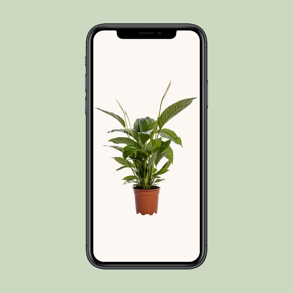 Spathiphyllum Bingo Cupido (peace lily) – Ø19 cm, 80 cm high – photo 4