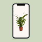 Spathiphyllum Bingo Cupido (peace lily) – Ø19 cm, 80 cm high