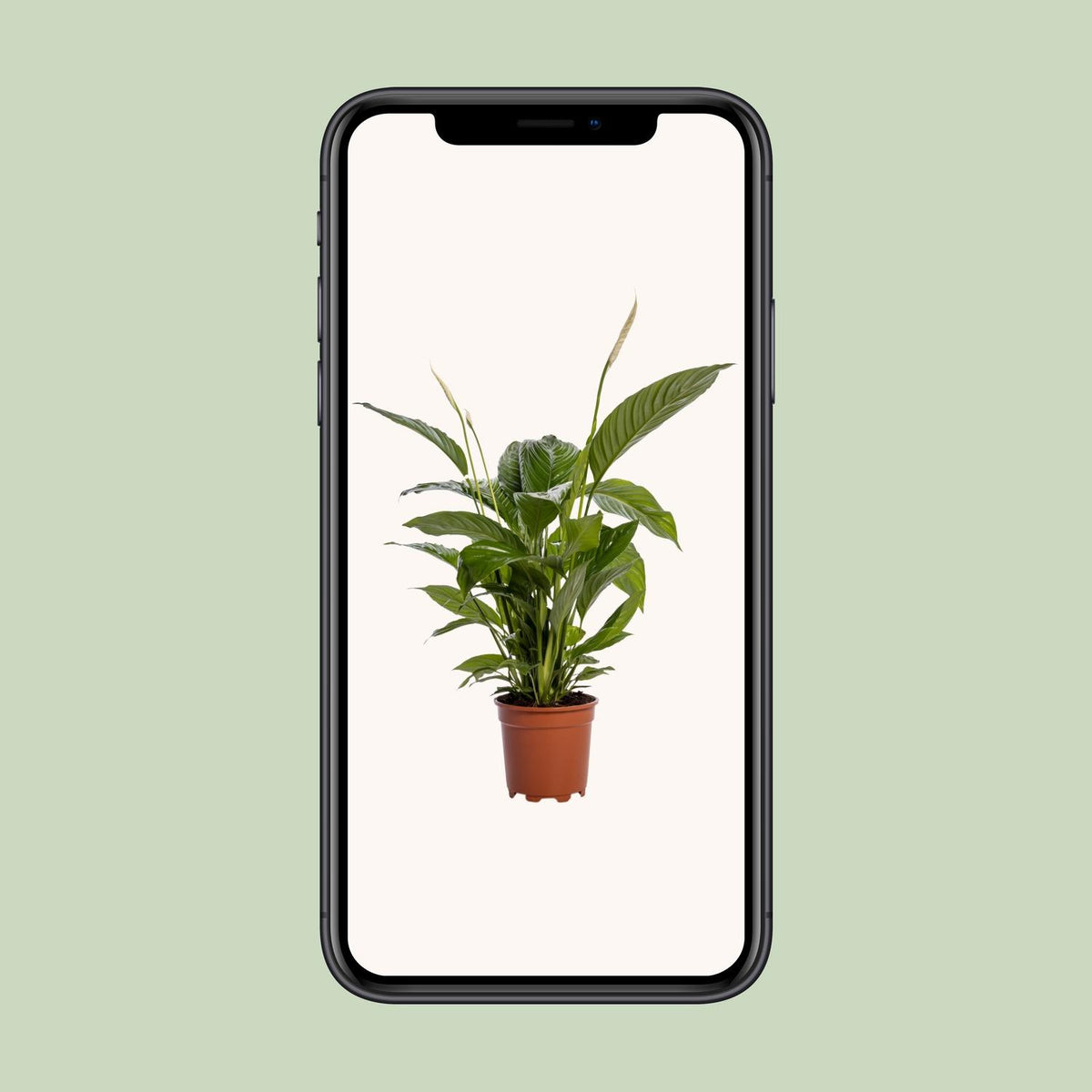 Spathiphyllum Bingo Cupido (Bogenhanf) – Ø 19 cm, 80 cm hoch – Bild 4