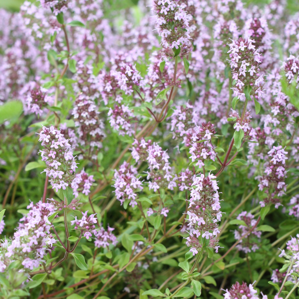 Thymus vulgaris (Zitronen-Thymian) – 6 Pflanzen, Ø 9 cm, 10–25 cm hoch – Bild 8