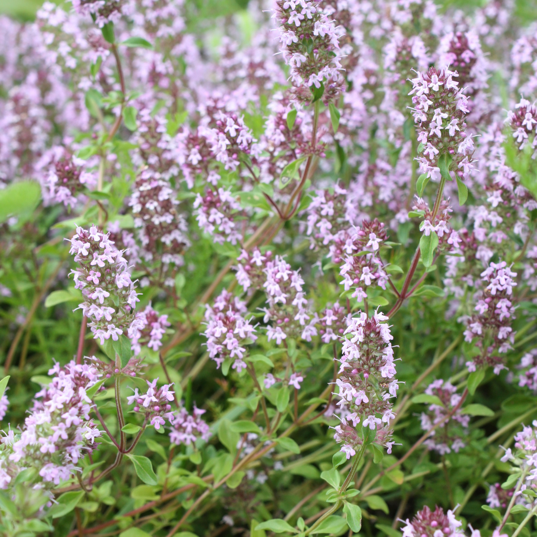 Thymus vulgaris (Zitronen-Thymian) – 6 Pflanzen, Ø 9 cm, 10–25 cm hoch – Bild 8