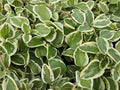 Vinca major 'Variegata' (bigleaf vinca) – 60 plants, Ø9 cm, 10–25 cm high