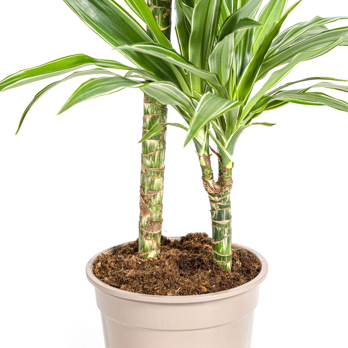 Dracaena Deremensis White Stripe (Drachenbaum) – Ø 19 cm, 70–90 cm hoch