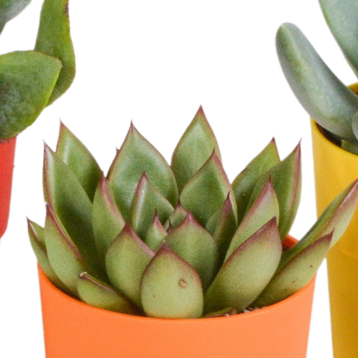 Sukkulenten – Ø 6 cm, 16 cm hoch