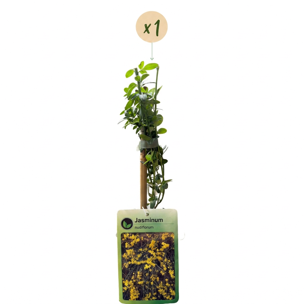 Jasminum nudiflorum (jasmin d'hiver) – jaune – Ø9 cm, 35 cm de haut – photo 2