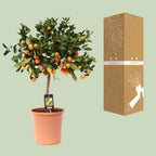Citrus 'Calamondin' (mini citrus tree) – Ø22 cm, 80 cm high
