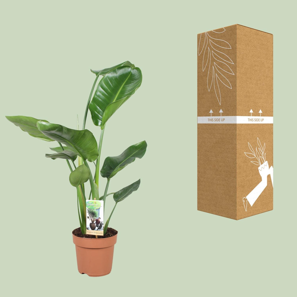 Strelitzia nicolai (witte paradijsvogelbloem) – Ø17 cm, 60 cm hoog
