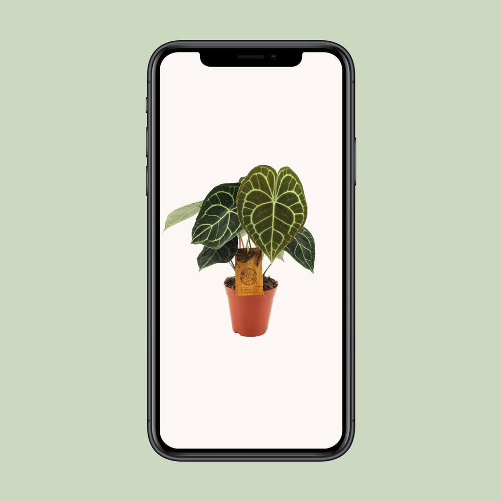 Anthurium Clarinervium (flamingoplant) – Ø15 cm, 25 cm hoog