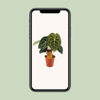 Anthurium Clarinervium (flamingoplant) – Ø15 cm, 25 cm hoog