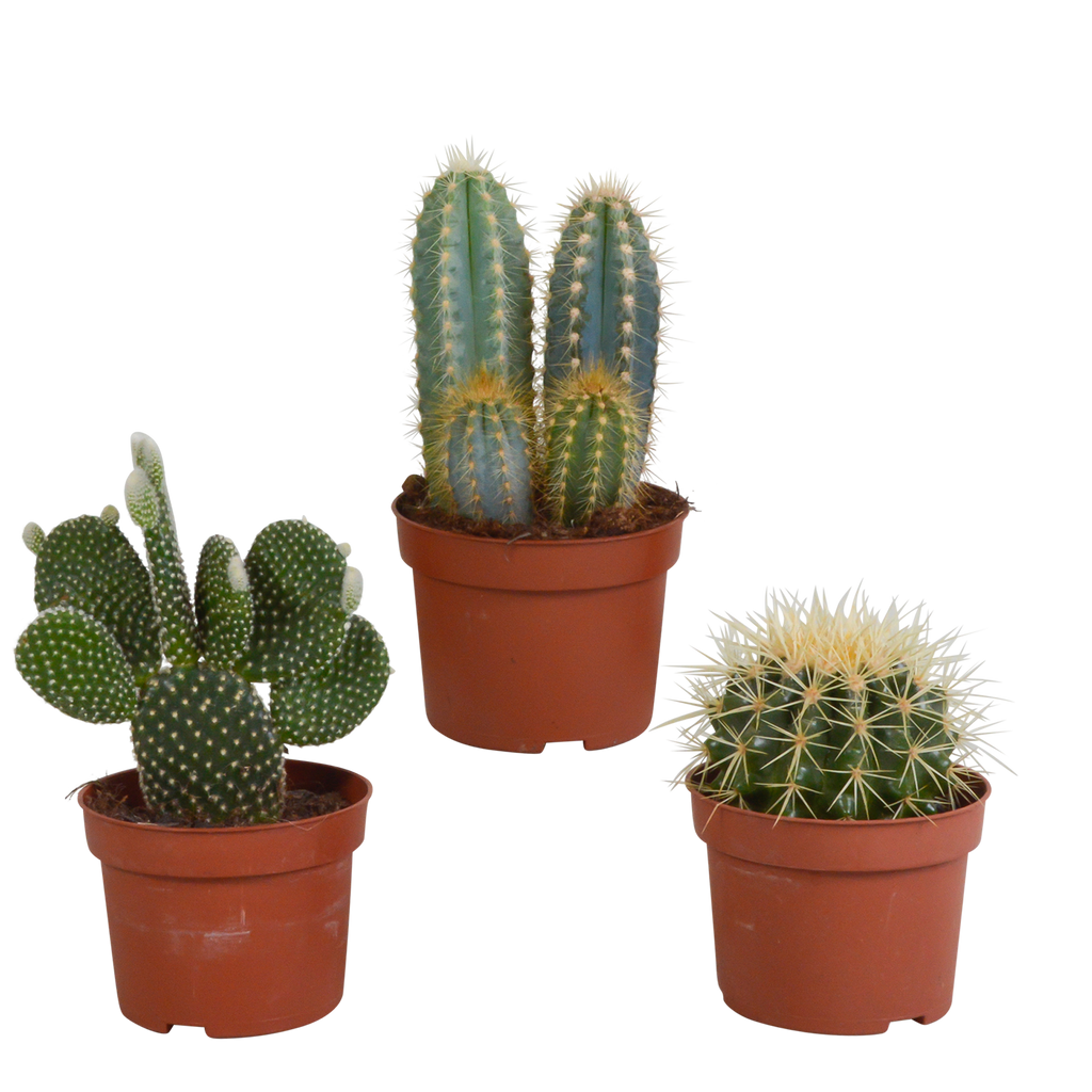 Kaktusmix (Cactaceae) uden urtepotte – Ø11 cm, 23 cm høj