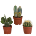 Kaktusmix (Cactaceae) uden urtepotte – Ø11 cm, 23 cm høj