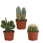 Kaktusmix (Cactaceae) uden urtepotte – Ø11 cm, 23 cm høj