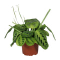 Maranta leuconeura Fascinator Lemon Lime (gebedsplant) – Ø12 cm, 30 cm hoog